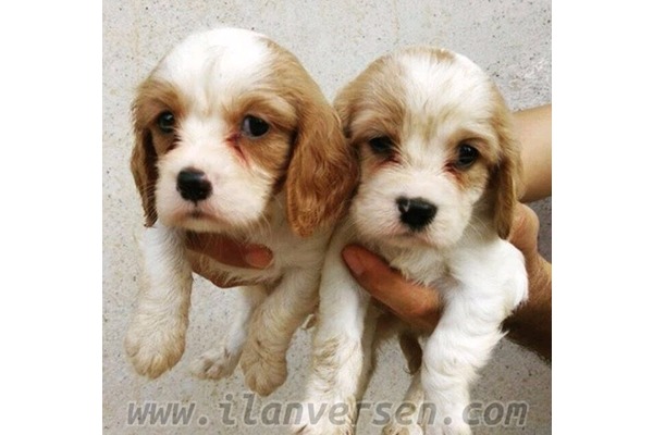 Akçalar Kurtuluş Mah. Cavalier king Charles ilanları