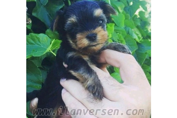 Yorkshire terrier yaş 0-3 Aylık