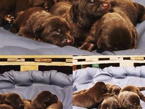 chocolate labrador izmir Labrador Akçalar Kurtuluş Mah.