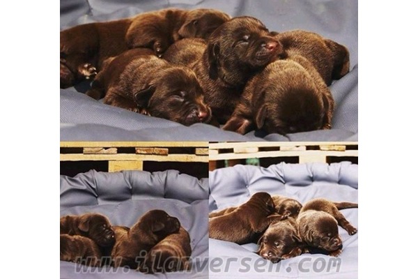 Labrador Akçalar Kurtuluş Mah.