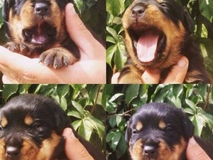 izmir satılık rottweiler Akçalar Kurtuluş Mah. köpek ilanı
