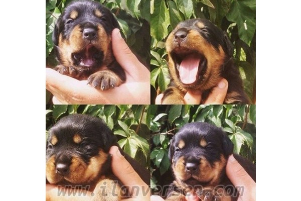 Akçalar Kurtuluş Mah. köpek ilanı