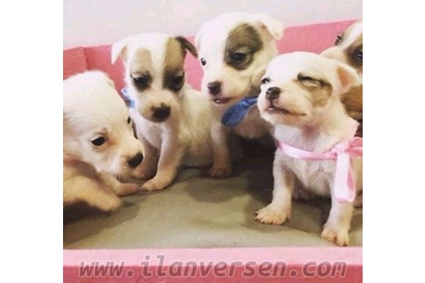 Akçalar Kurtuluş Mah. köpek ilanları