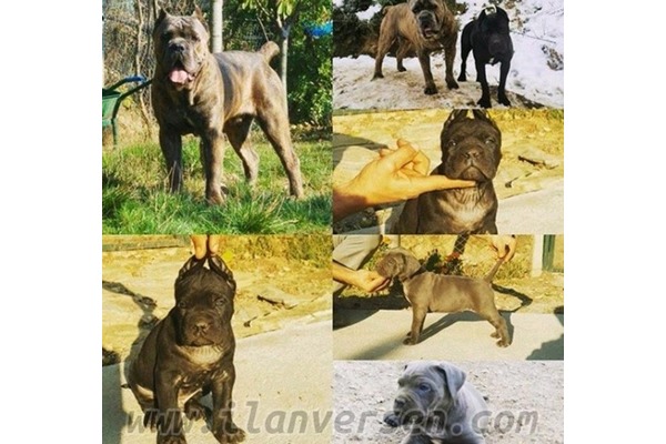 Cane corsa Akçalar Kurtuluş Mah.