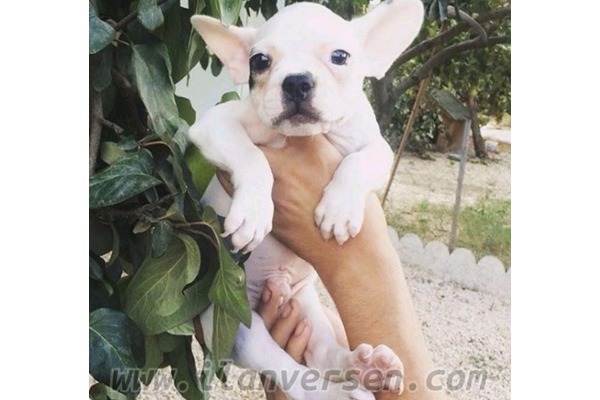 Buldog 0 TL Akçalar Kurtuluş Mah.