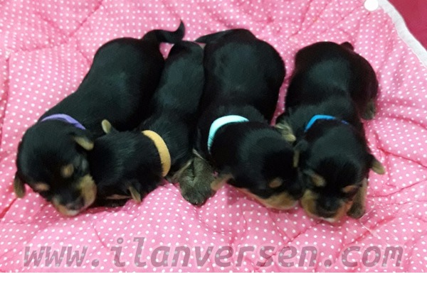 Yorkshire terrier Sahibinden Bayraklı Mah.