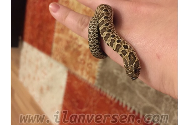 İvedik OSB hayvanlar ilanları