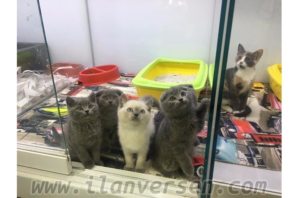 Scottish fold Sahibinden Ayrancı Mah.