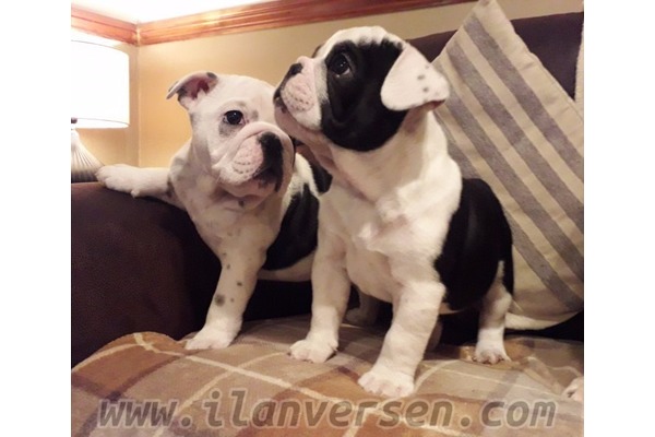 yaş 1 köpek Güzelyalı Mah.