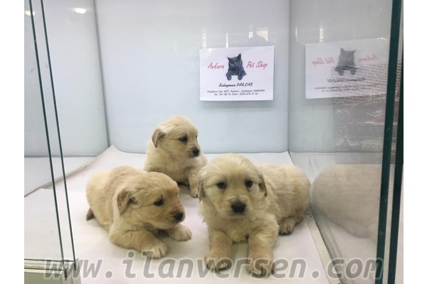 Ayrancı Mah. köpek ilanı ver