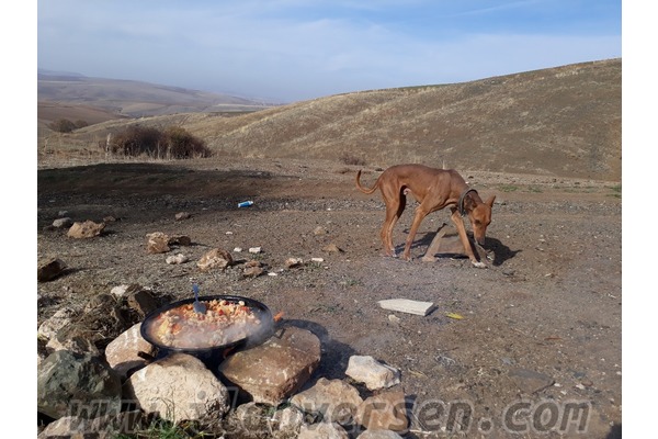 Avusturya tazısı Erkek Benzer Köyü