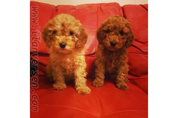 Poodle Sahibinden Çengelköy Mah.