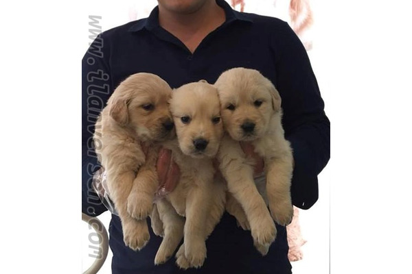 Golden retriever Sahibinden Selimpaşa Merkez Mah.