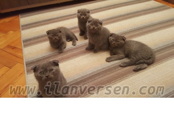 Scottish fold Dişi ve Erkek Gülbahar Mah.