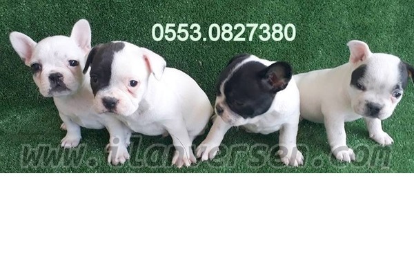 French bulldog Egemenlik Mah.