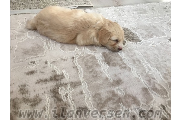 köpek Malta terrier fiyatları