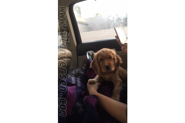 yaş 0-3 Aylık köpek Mansuroğlu Mah.