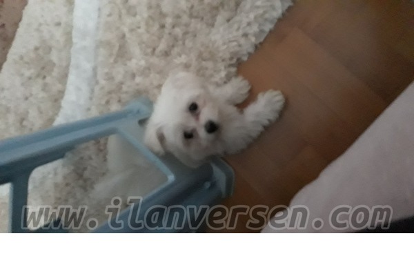 Maltese terrier Dişi Birlik Mah.