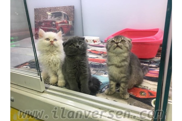 Scottish fold Dişi ve Erkek Ayrancı Mah.