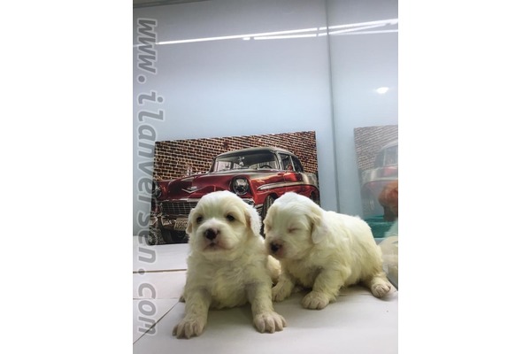 köpek Maltese terrier fiyatları