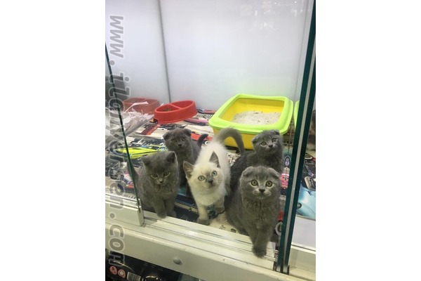 Scottish fold 0-3 Aylık Ayrancı Mah.