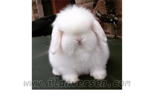 Lop ilanı