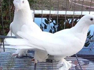  Oyunlu Beyaz Güvercinler