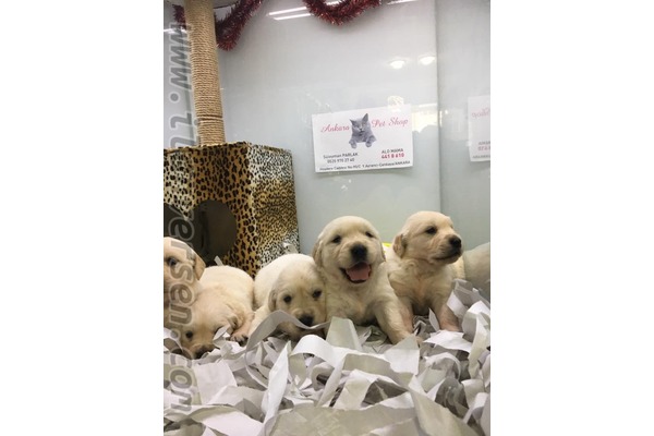 Golden retriever yaş 0-3 Aylık