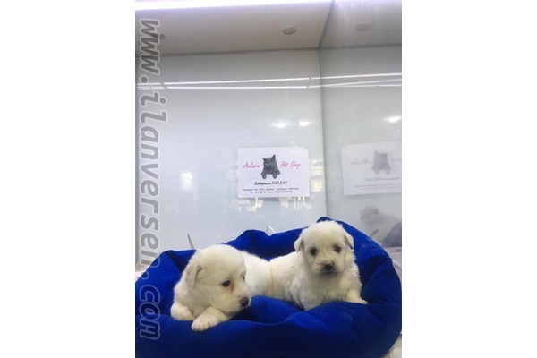Maltese terrier 1 TL Ayrancı Mah.