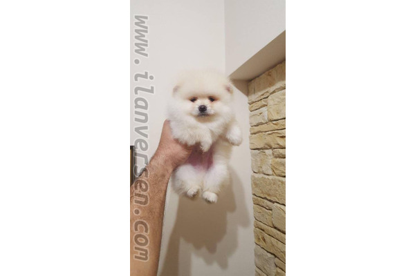 Erkek köpek Selimpaşa Merkez Mah.