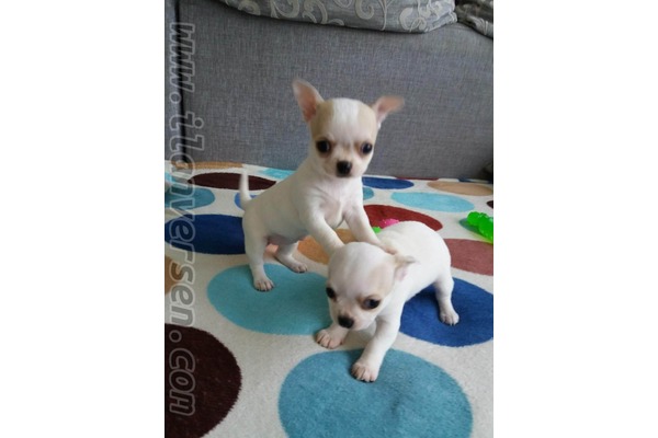 Çengelköy Mah. köpek ilanları