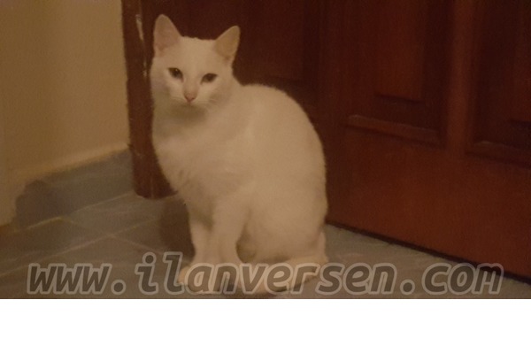 6-12 Aylık kedi Yenimahalle Mah.