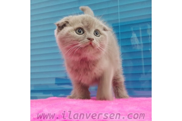 Scottish fold kedi Bornova