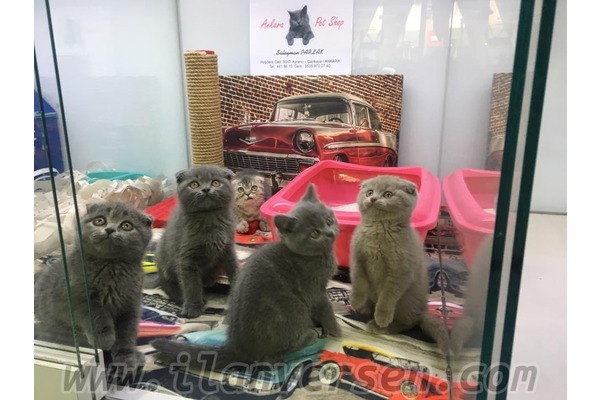 British shorthair Dişi ve Erkek kedi