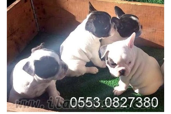 Işıklar Mah. köpek fiyatları