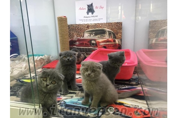 Scottish fold ilanları