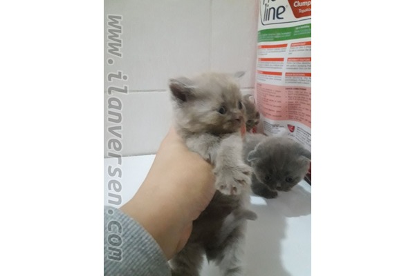 Scottish fold Sahibinden 1200 TL