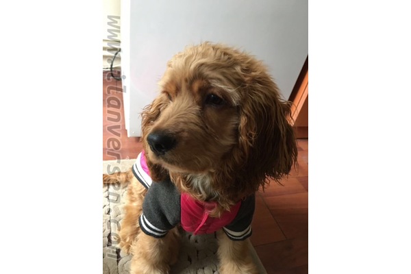 Yaman Evler Mah. köpek ilanı
