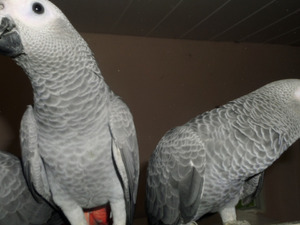 konuşan papağanlar Afrika gri papağanı / jako papağanı 3-6 Aylık