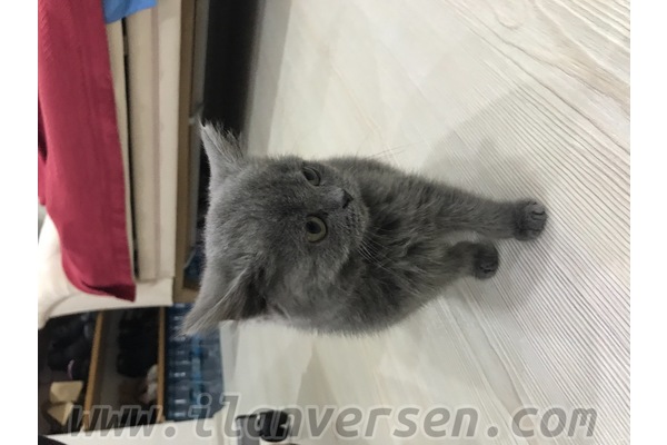 Diğer köpek ırkı Gültepe Mah.