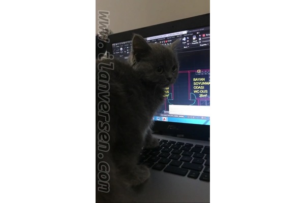 British shorthair Dişi kedi