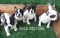 French bulldog 1 TL Işıklar Mah.