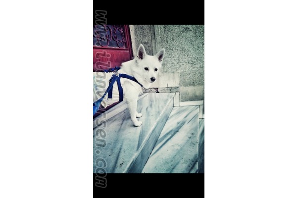 Spitz yaş 2 Talatpaşa Mah.