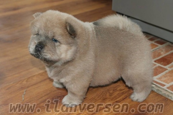 Chow Chow Sahibinden Yenibağarası Köyü