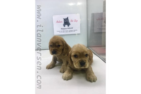 Ayrancı Mah. köpek ilanı ver