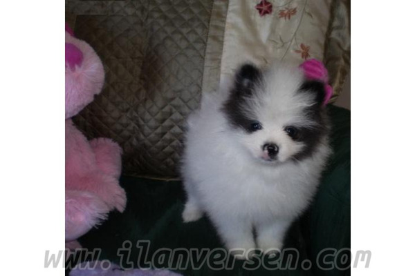 Pomeranian köpek Menemen