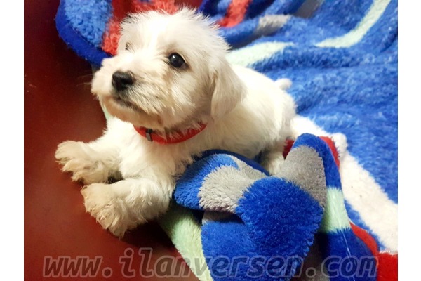 Birgi Köyü köpek ilanları