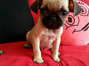 satılık pug köpek Pug yaş 0-3 Aylık