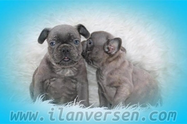 Çengelköy Mah. French bulldog ilanları