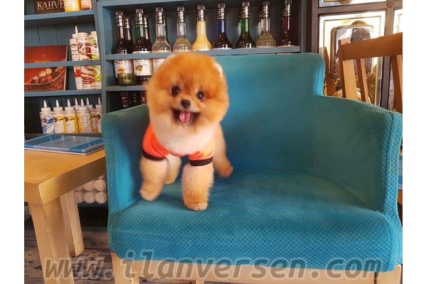 Pomeranian 1 TL Çengelköy Mah.